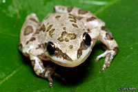 Spotted Chorus Frog