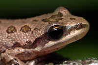 Spotted Chorus Frog