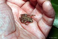 Spotted Chorus Frog