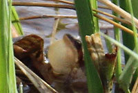 Boreal Chorus Frog