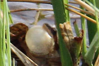 Boreal Chorus Frog