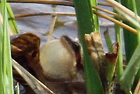 Boreal Chorus Frog