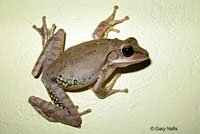 common tree frog