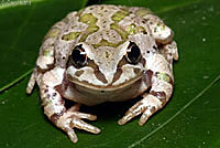Strecker's Chorus Frog