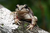 Strecker's Chorus Frog