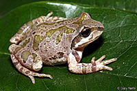 strecker's chorus frog