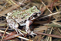 Strecker's Chorus Frog