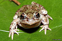 Strecker's Chorus Frog