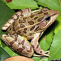 Rio Grande Leopard Frog