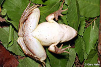 Rio Grande Leopard Frog