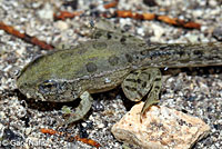 Rio Grande Leopard Frog