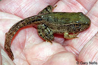 Rio Grande Leopard Frog