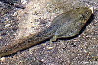 Rio Grande Leopard Frog