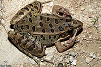 Rio Grande Leopard Frog