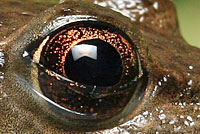 eye