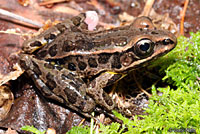 pickerel frog