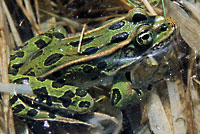 Northern Leopard Frog