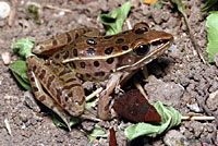 Southern Leopard Frog