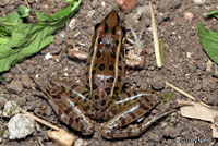 Southern Leopard Frog