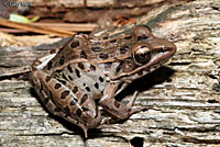 Southern Leopard Frog