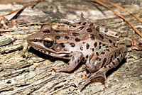 Southern Leopard Frog