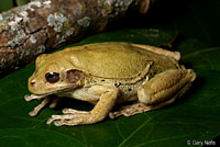 Mexican Treefrog