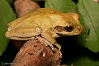 Mexican Treefrog