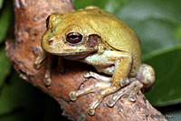 Mexican Treefrog