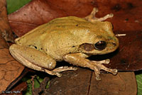 Mexican Treefrog