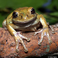 Mexican Treefrog