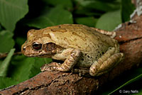 Mexican Treefrog