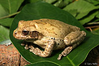 Mexican Treefrog