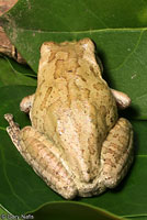 Mexican Treefrog