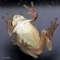 Mexican Treefrog