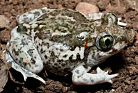 plains spadefoot