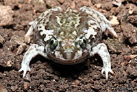 Plains Spadefoot
