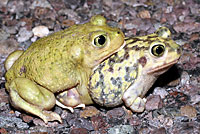 Scaphiopus couchii Couch's Spadefoot Amplexus