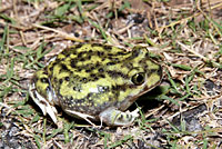 Couch's Spadefoot
