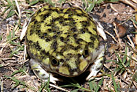Couch's Spadefoot