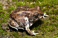 hurter's spadefoot