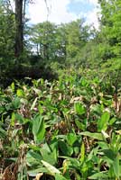 Southern Green Anole habitat