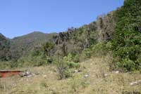 Texas Rose-bellied Lizard habitat