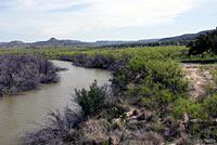Texas Spotted Whiptail habitat