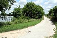 Texas Spotted Whiptail habitat