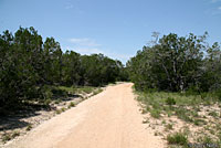Texas Spotted Whiptail habitat