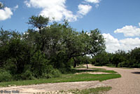 Laredo Striped Whiptail habitat