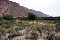 Western Marbled Whiptail habitat