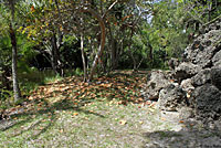 Giant Ameiva habitat