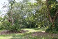 Puerto Rican Crested Anole habitat