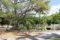 Florida Bark Anole habitat